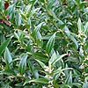 Sarcococca Ruscifolia - Dragons Gate