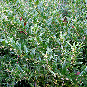 Sarcococca Ruscifolia 'Dragon's Gate' - Christmas Box, Sweet Box