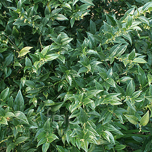 Sarcococca Hookeriana - Sweet Box, Christmas Box