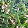 Sarcococca Hookeriana - digyna