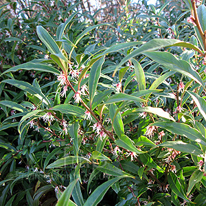 Sarcococca Hookeriana digyna - Christmas Box