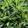 Sarcococca Hookeriana - humilis