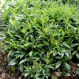 Sarcococca Hookeriana humilis - Christmas Box