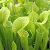 Sarracenia Leucophylla