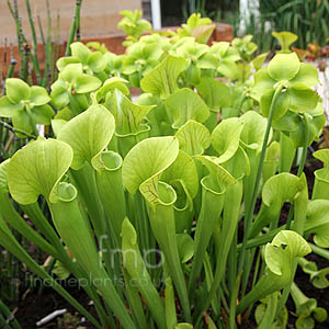 Sarracenia Leucophylla