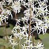 Saxifraga Fortunei - Wada