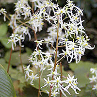 Saxifraga Fortunei 'Wada' - Saxifrage