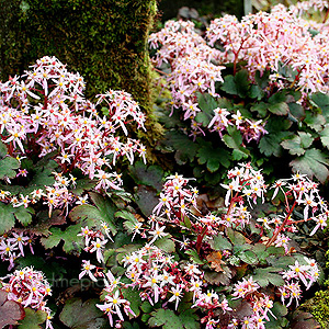 Saxifraga Fortunei 'Pink Mist'