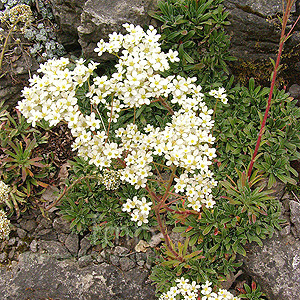 Saxifraga Sancta