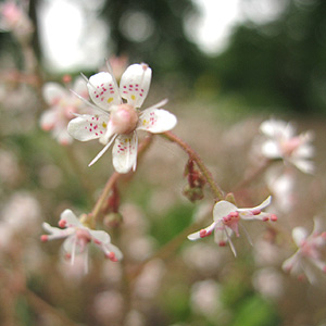 Saxifraga Umbrosa - Saxifrage