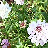 Scabiosa Atropurpurea - Ace of Spades