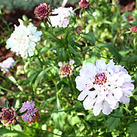 Scabiosa Atropurpurea 'Ace of Spades' - Sweet Scabious