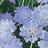 Scabiosa - Butterfly Blue