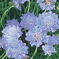 Scabiosa 'Butterfly Blue' - Sweet Scabious