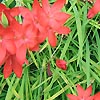 Schizostylis Coccinea - Sunrise