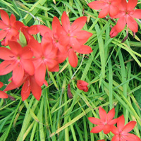 Schizostylis Coccinea 'Sunrise' - Kaffir Lily