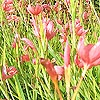 Schizostylis Coccinea