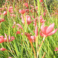 Schizostylis Coccinea - Kaffir Lily