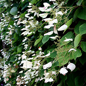 Schizophragma Hyrangeoides 'Roseum'