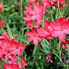 Schizostylis Coccinea - Mrs Hegarty