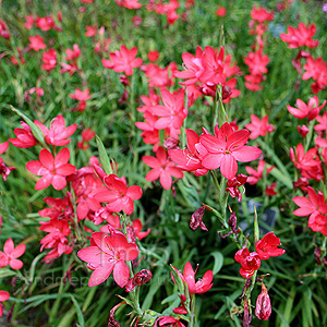 Schizostylis Coccinea 'Mrs Hegarty' - Kaffir Lily