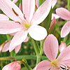 Schizostylis Coccinea - November Cheer