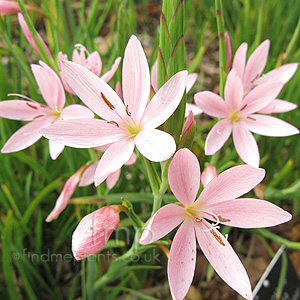 Schizostylis Coccinea 'November Cheer'