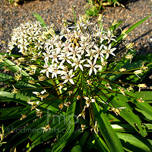 Scilla Peruviana 'Algerian Dream' - Portuguese Squill, Cuban Lily