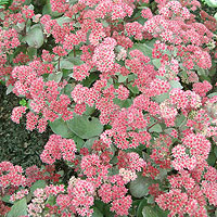 Sedum Telephium