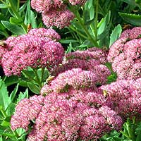 Sedum 'Autumn Joy' - Stonecrop