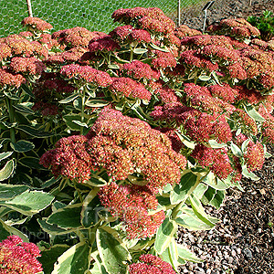 Sedum Telephium 'Autumn Charm'