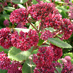 Sedum Breweri x 'Glen Chantry' - Sedum, Stonecrop