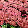 Sedum - herbstreude