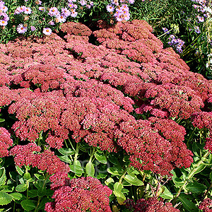 Sedum herbstreude - Sedum