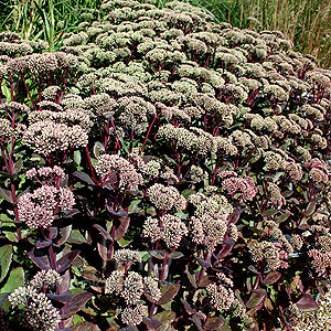 Sedum Telephium 'Madona'