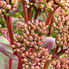 Sedum - Munstead Red