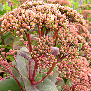 Sedum 'Munstead Red' - Stonecrop, Sedum