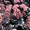 Sedum - Purple Emporer