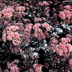 Sedum 'Purple Emporer' - Stonecrop, Sedum