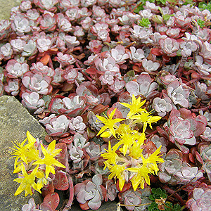 Sedum  Spathulifolium 'Purpureum' - Stonecrop, Sedum