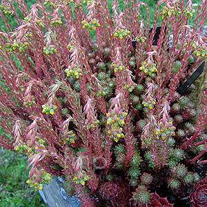 Sedum Rupestre