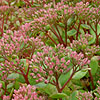 Sedum - Ruby Glow