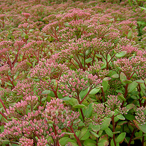 Sedum 'Ruby Glow' - Ice Plant