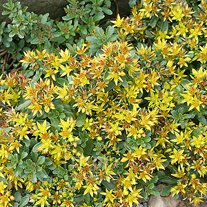 Sedum Kamtschaticum 'Weihenstephane Gold' - Kamchatka Stonecrop