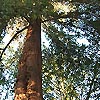 Sequoia Gigantium