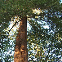 Sequoia Gigantium - Wellingtonia