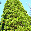 Sequoiadendron Giganteum