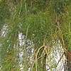 Sequoiadendron Pendula