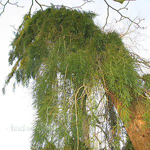 Sequoiadendron Pendula