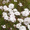 Silene Alpestris - Flore Pleno